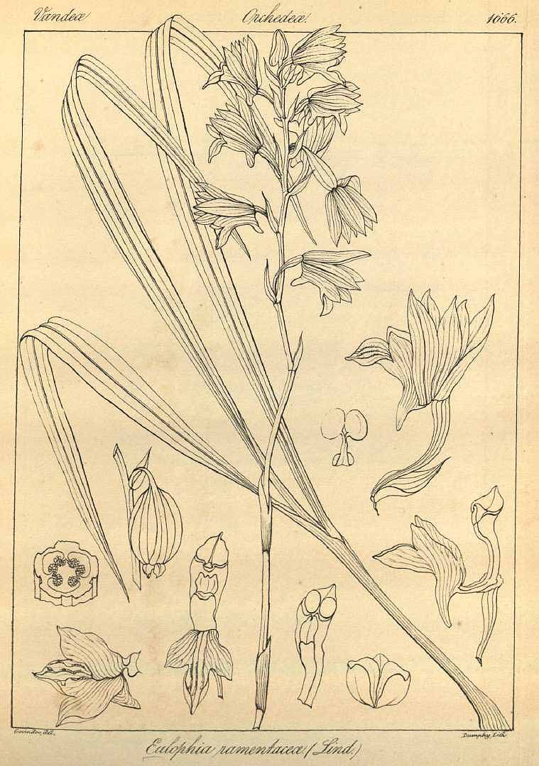 no HD illustration available (m5)