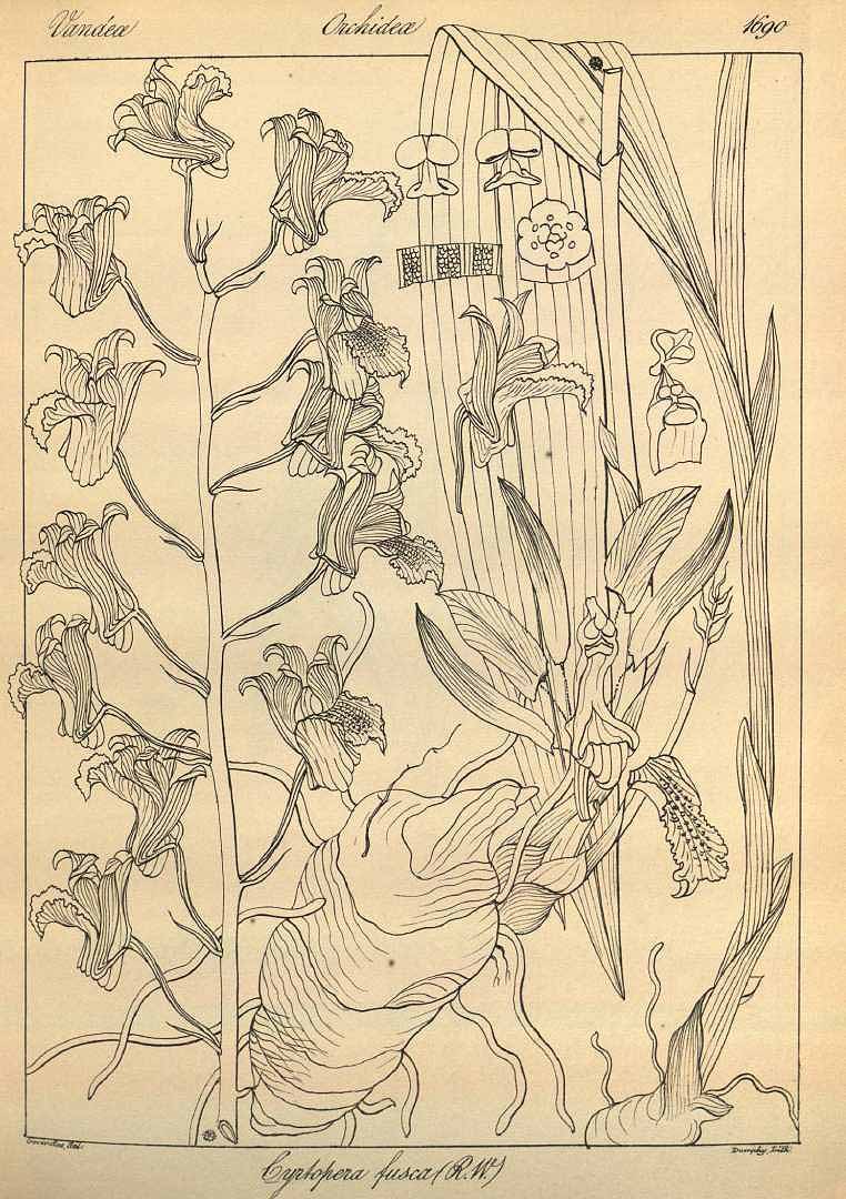 no HD illustration available (m5)
