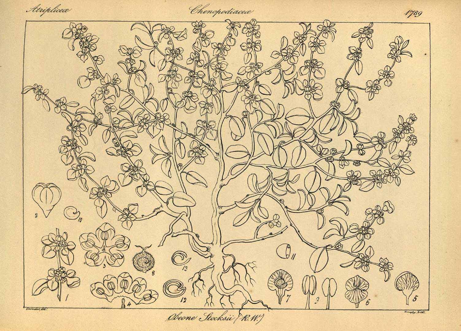 no HD illustration available (m5)