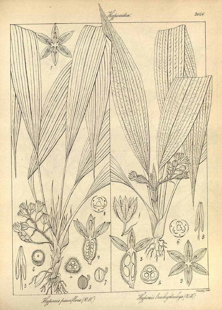 no HD illustration available (m5)