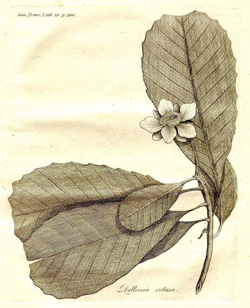 no HD illustration available (m4)