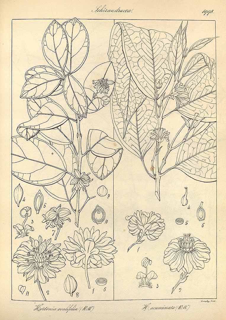 no HD illustration available (m5)