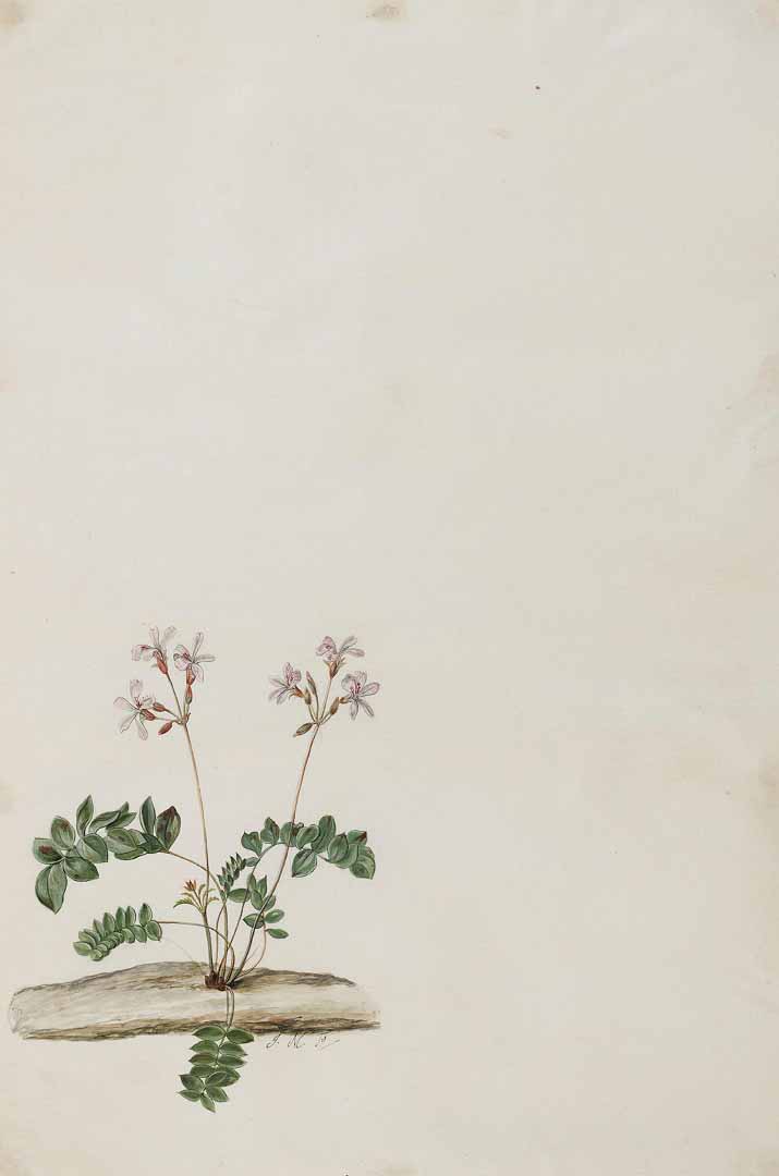 no HD illustration available (m5)
