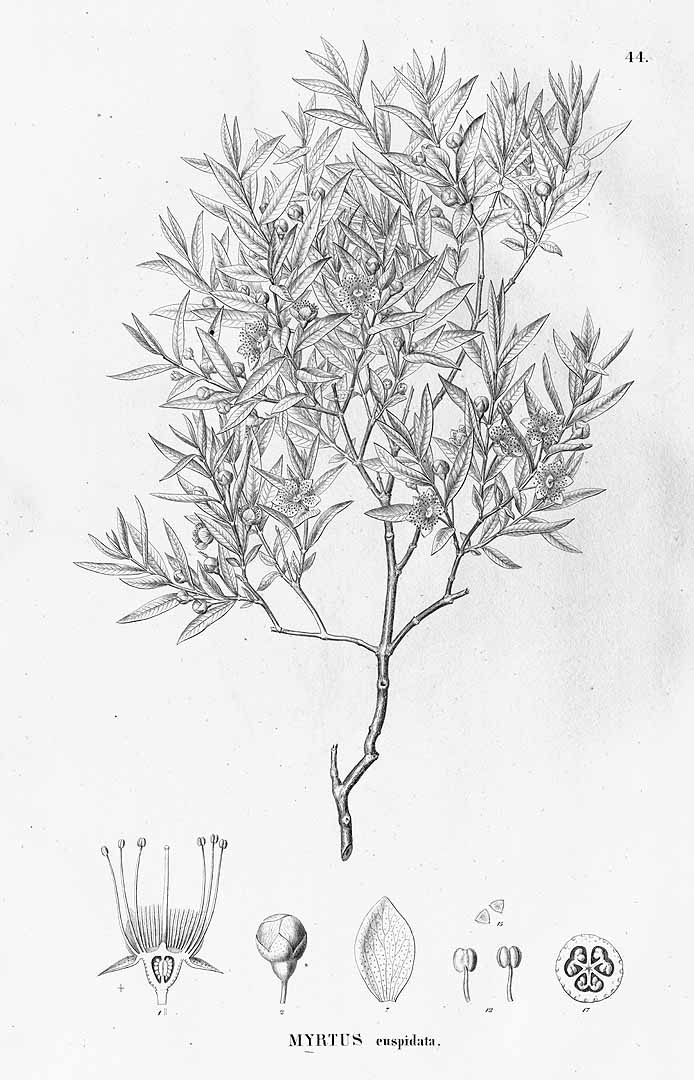 no HD illustration available (m5)