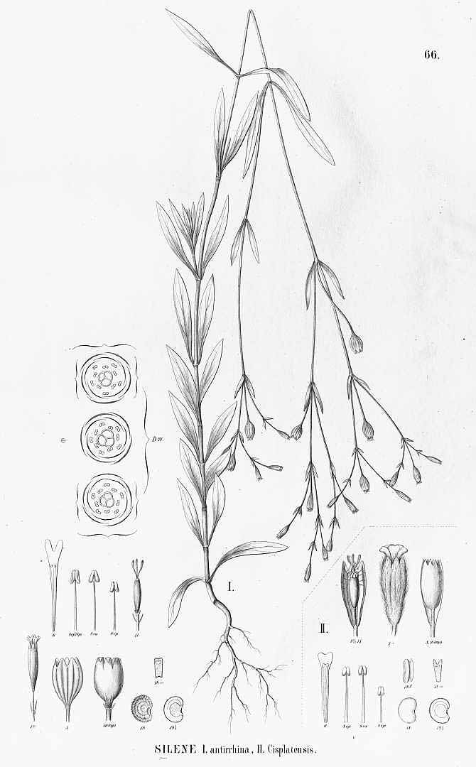 no HD illustration available (m1)