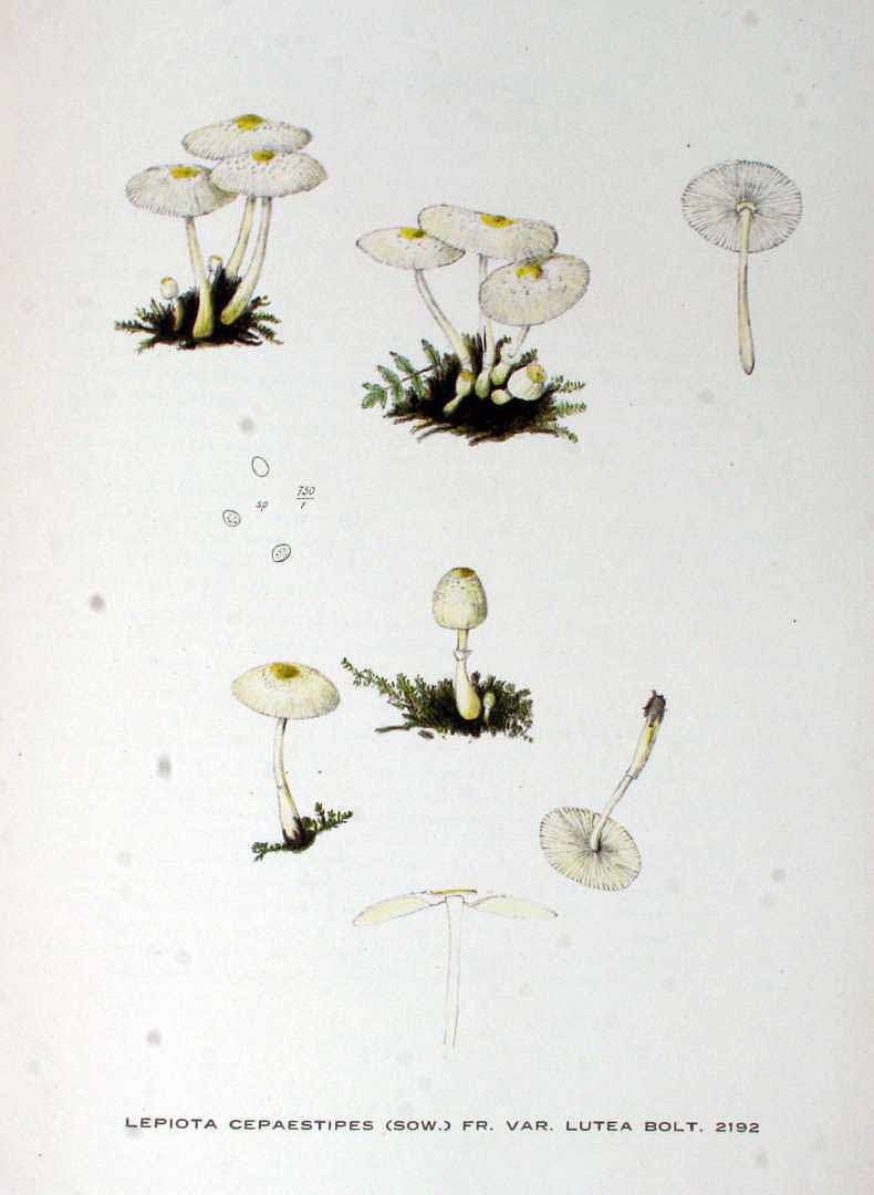 no HD illustration available (m5)