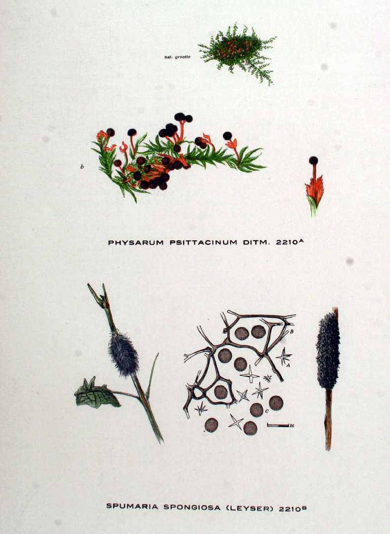 no HD illustration available (m5)