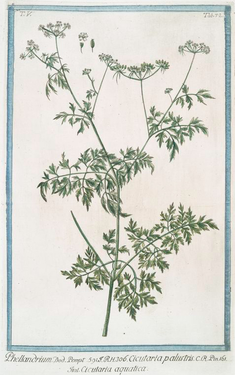 no HD illustration available (m5)