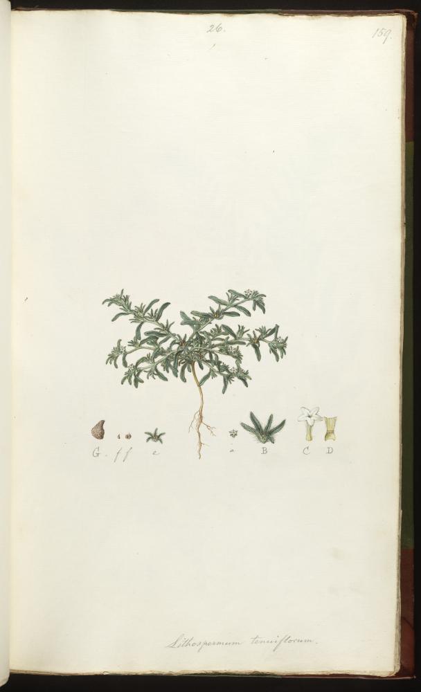 no HD illustration available (m5)