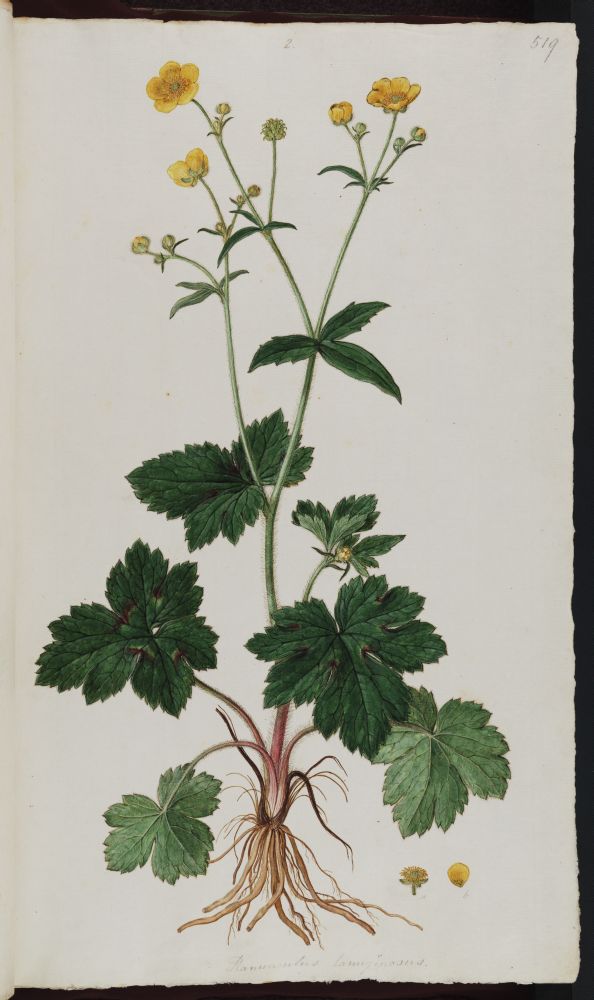 no HD illustration available (m5)