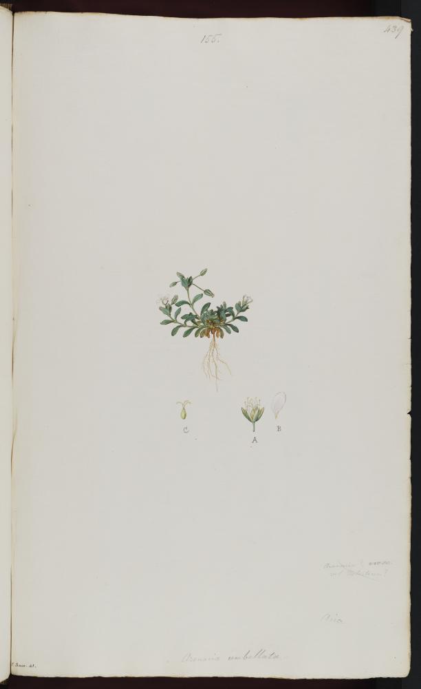 no HD illustration available (m5)