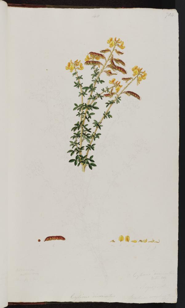 no HD illustration available (m5)
