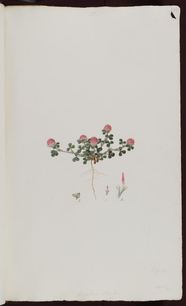 no HD illustration available (m5)