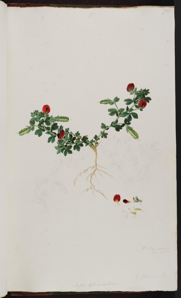 no HD illustration available (m5)
