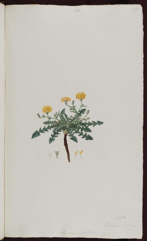 no HD illustration available (m5)