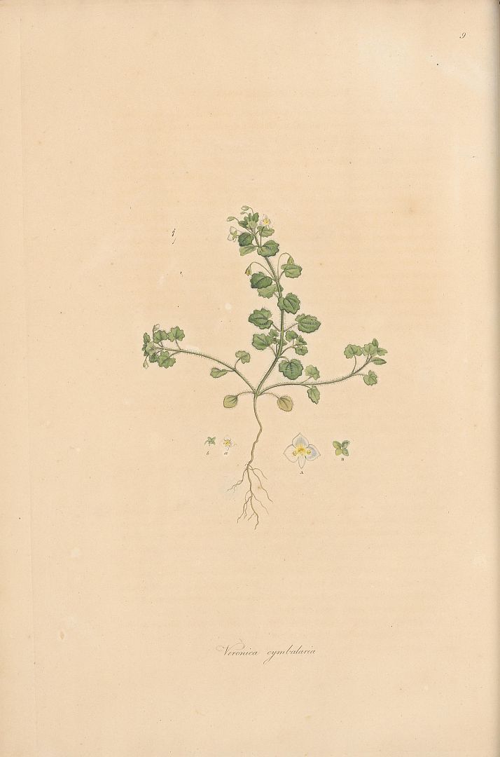 no HD illustration available (m5)