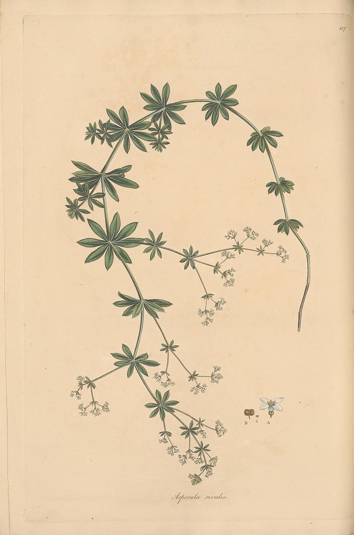 no HD illustration available (m5)