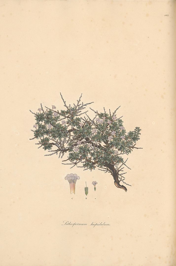 no HD illustration available (m5)