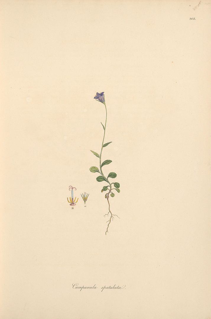 no HD illustration available (m5)