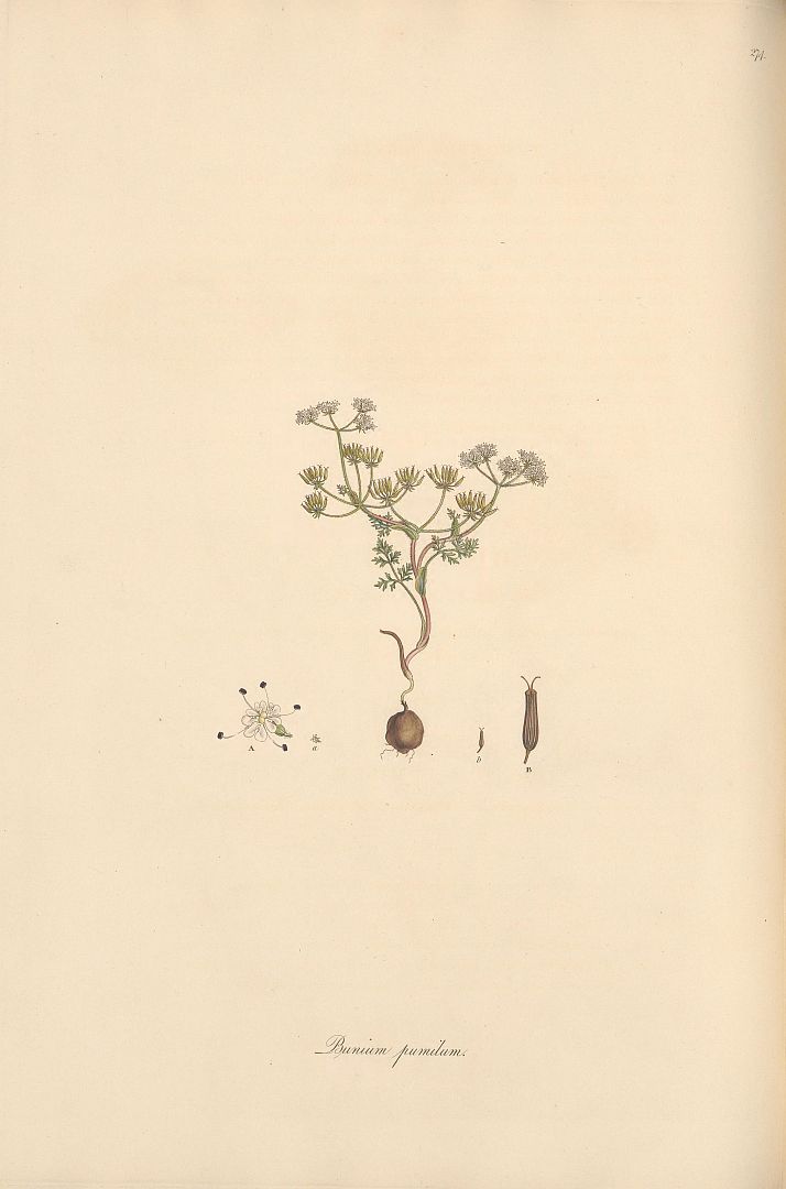 no HD illustration available (m5)