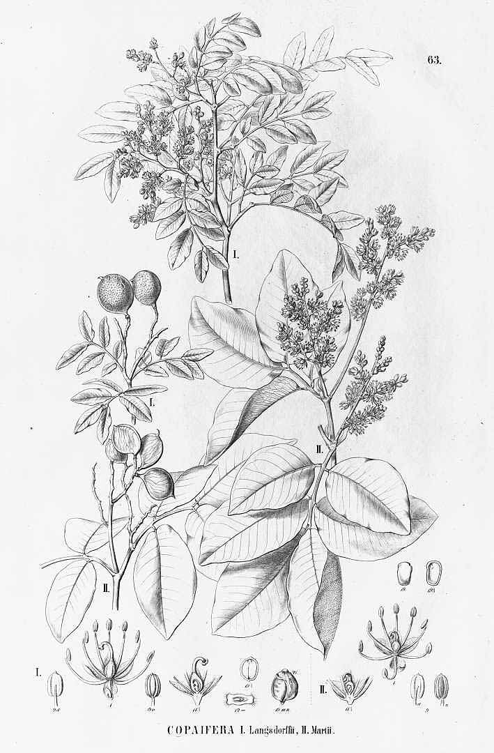 no HD illustration available (m5)