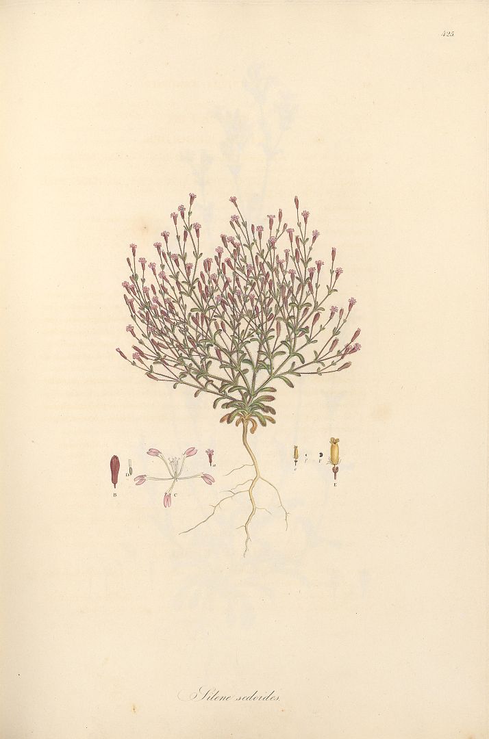 no HD illustration available (m1)