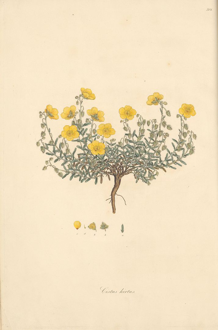 no HD illustration available (m5)