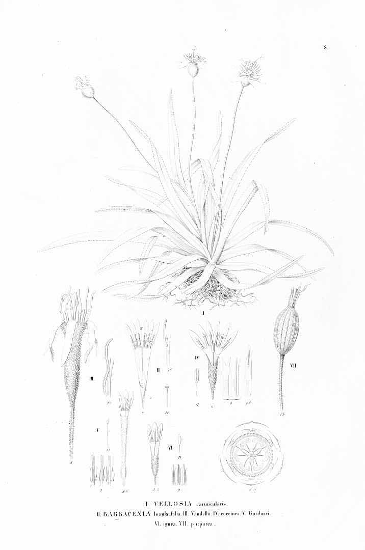 no HD illustration available (m5)