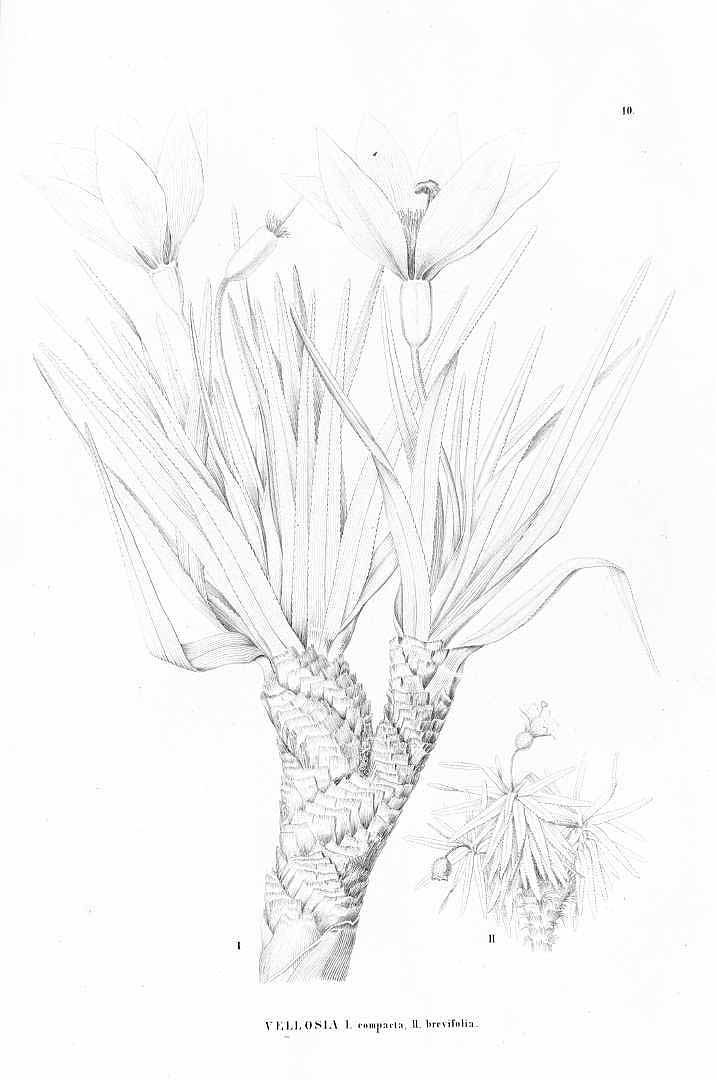 no HD illustration available (m5)