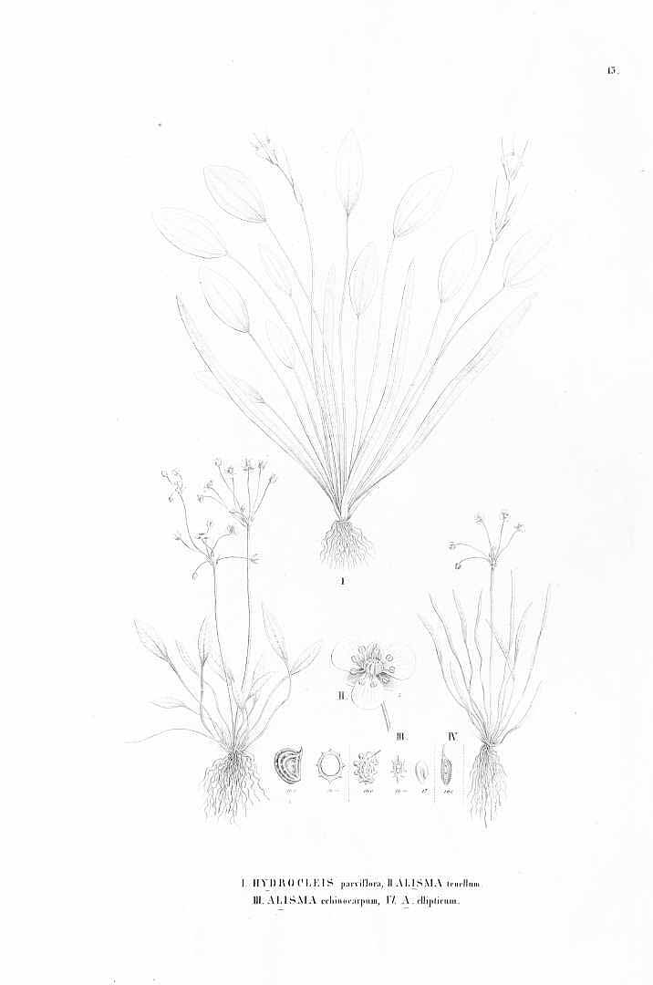 no HD illustration available (m5)