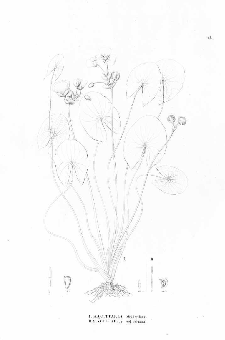 no HD illustration available (m5)