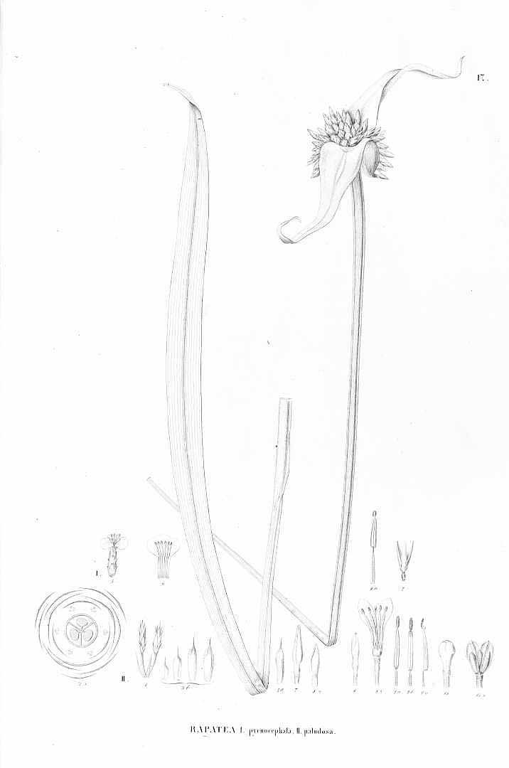 no HD illustration available (m5)