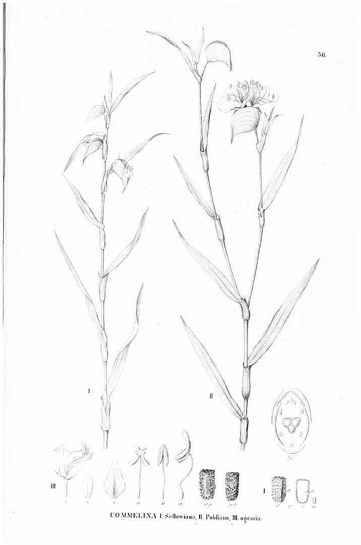 no HD illustration available (m5)