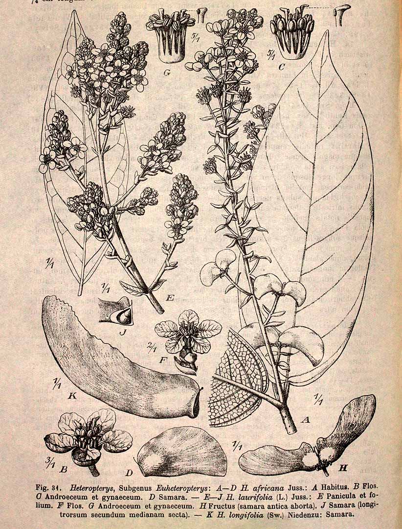 no HD illustration available (m5)