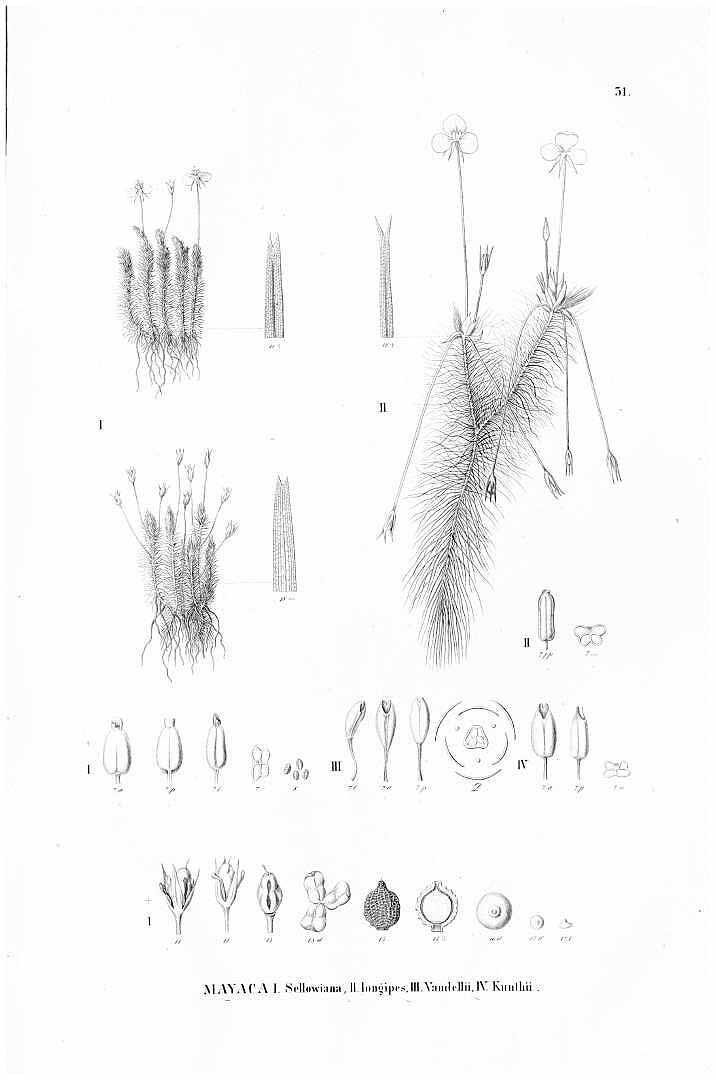 no HD illustration available (m5)