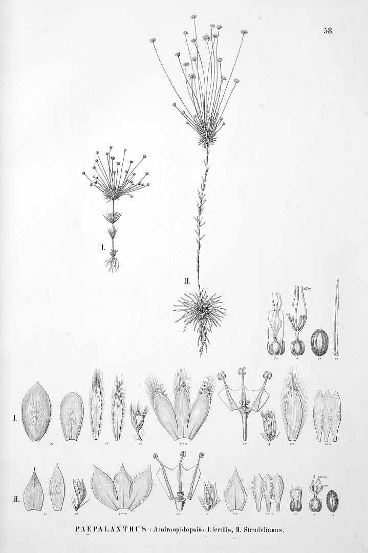 no HD illustration available (m5)