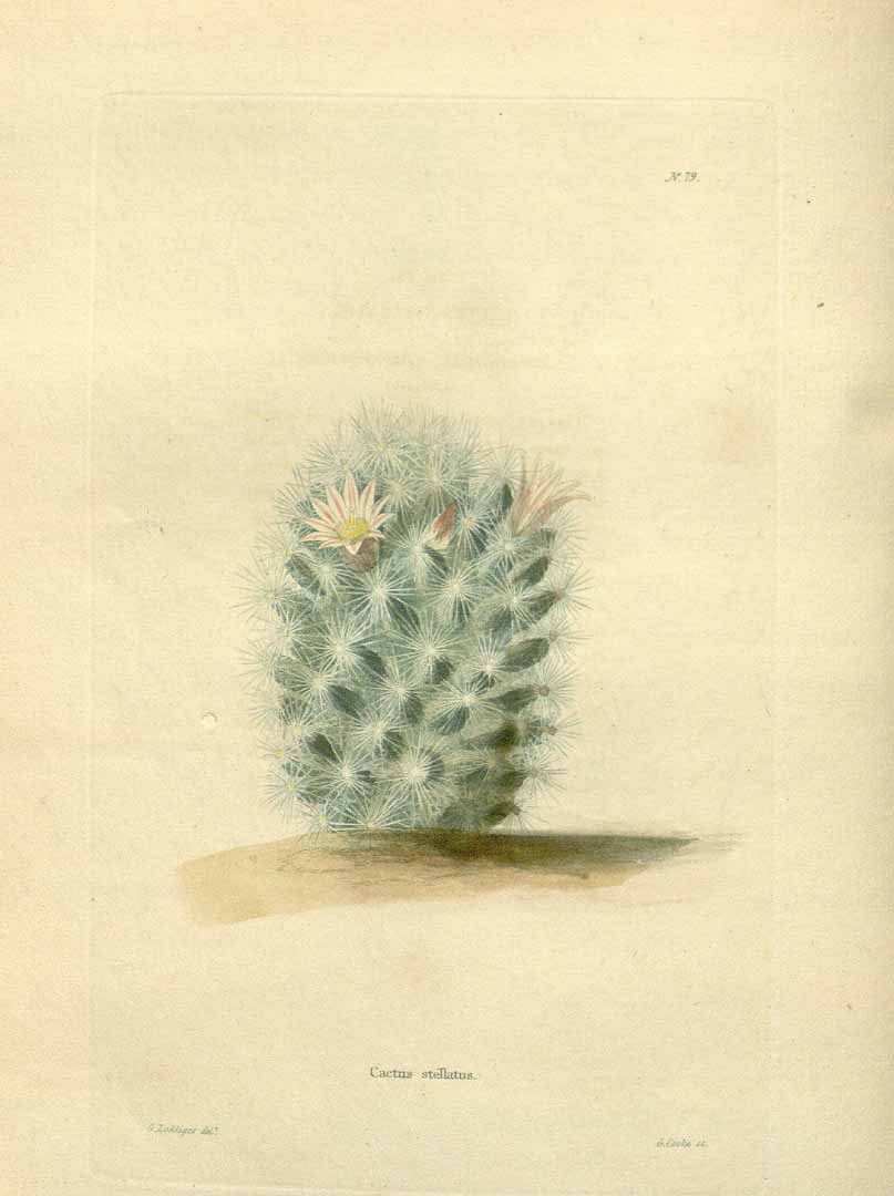 no HD illustration available (m5)