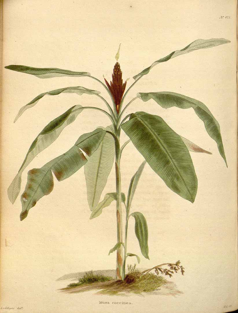 no HD illustration available (m5)