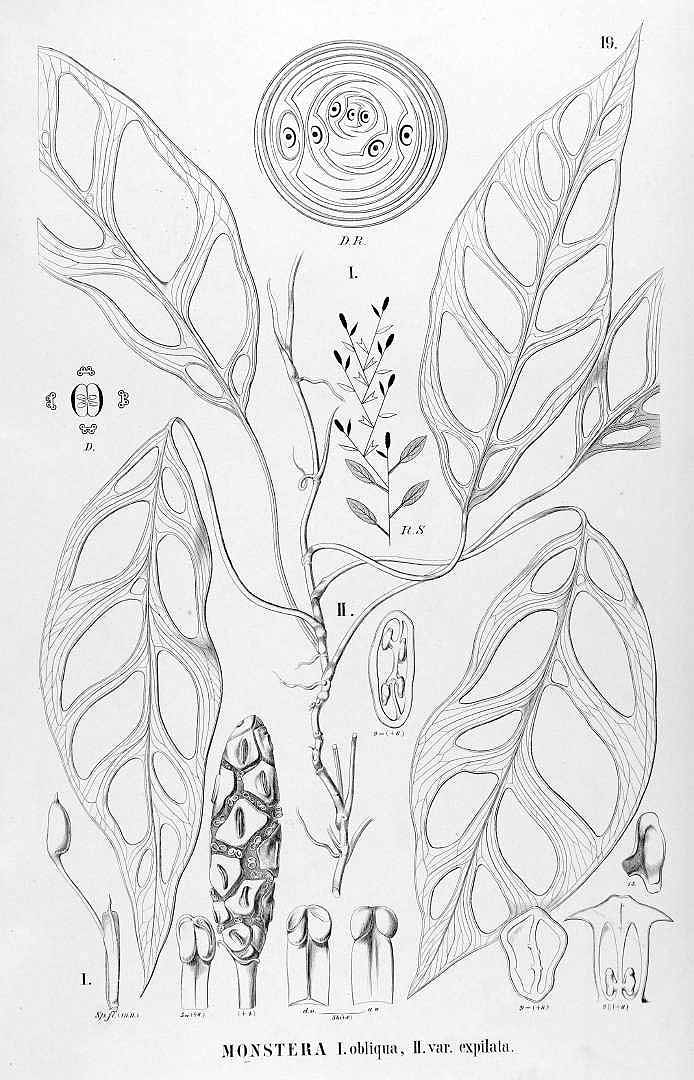 no HD illustration available (m5)