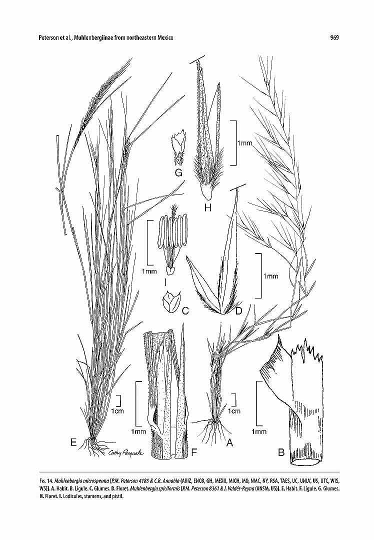 no HD illustration available (m5)