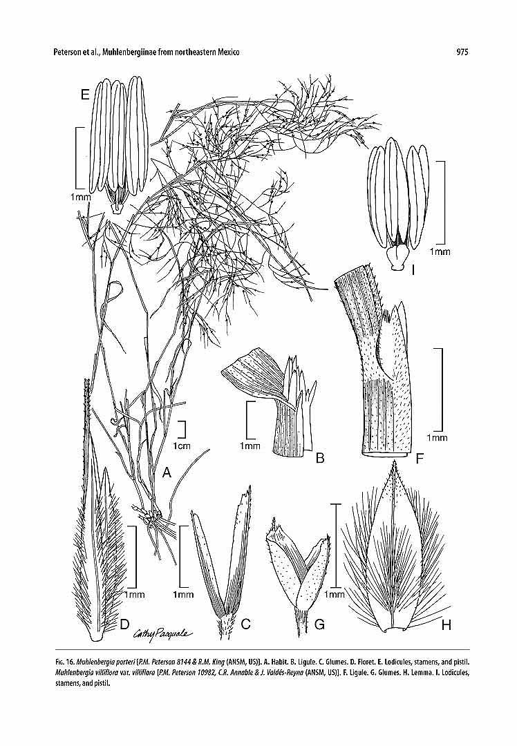 no HD illustration available (m5)