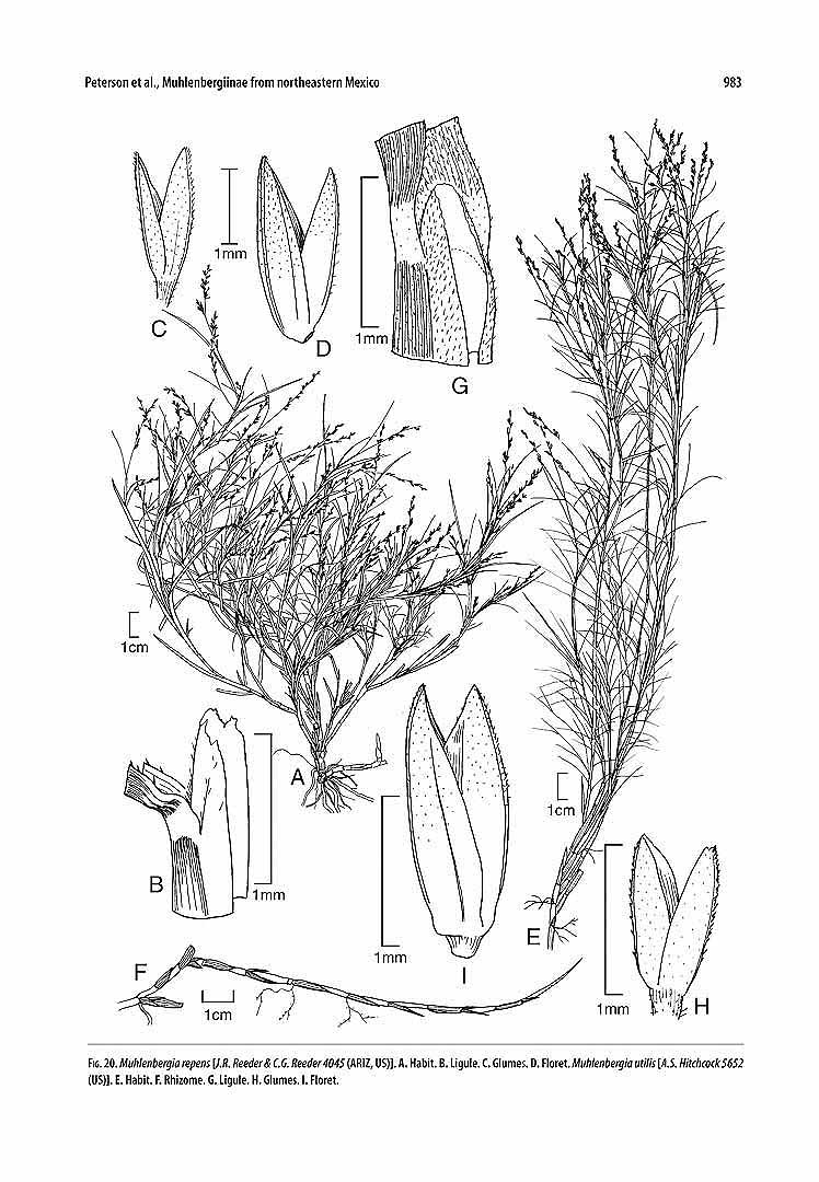 no HD illustration available (m1)