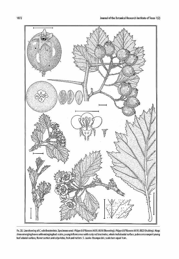 no HD illustration available (m5)