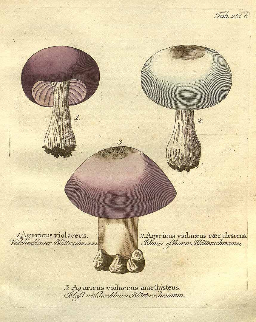 no HD illustration available (m4)