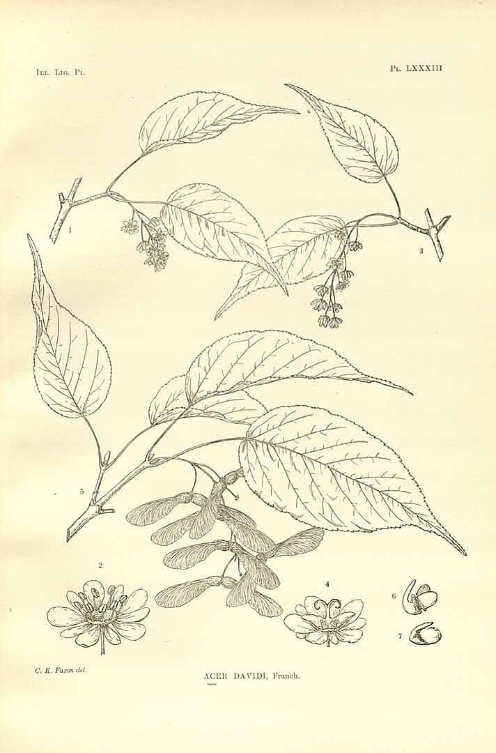 no HD illustration available (m5)
