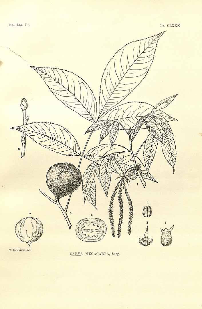 no HD illustration available (m5)