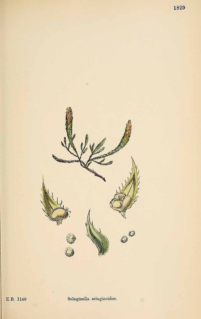 no HD illustration available (m5)