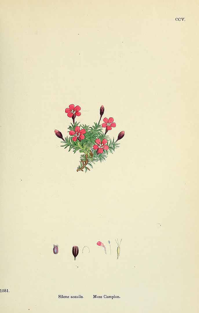 no HD illustration available (m1)