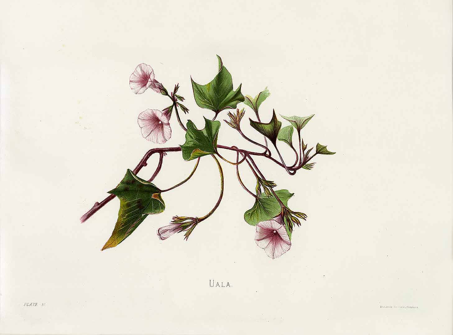 no HD illustration available (m5)