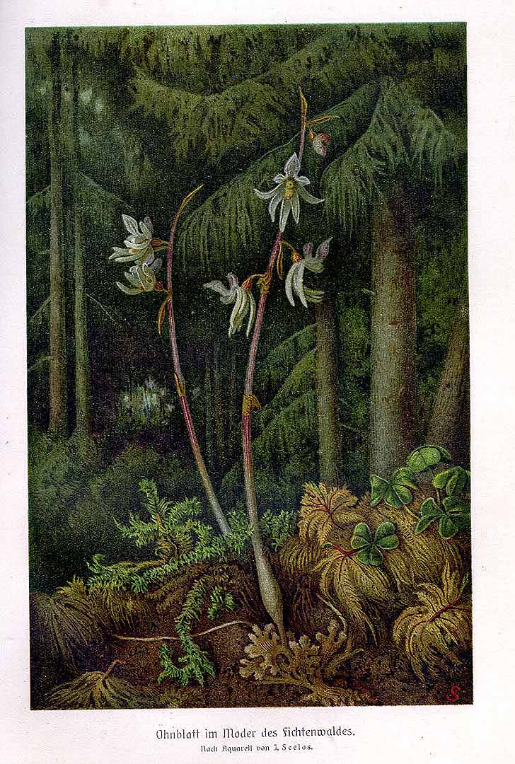 no HD illustration available (m5)